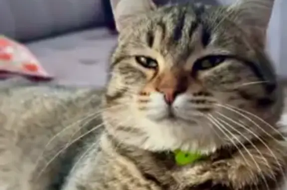 Пропал кошка, Красноармейская улица, Верхняя Салда - серый в полоску, след на ухе - photo