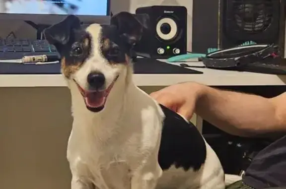 Найдена собака, Красноярск, фото: Найдена собака, Свободный проспект, 12, Красноярск - воспитанная девочка