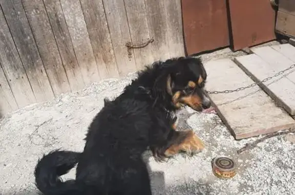 Пропала собака, улица Черняховского, 5, Березники - зелёный ошейник - photo