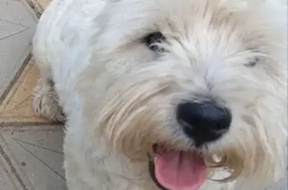 Пропала собака, Привольная улица, 57 к1, Москва - белая, без поводка - photo