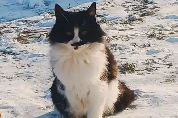 Пропала кошка, Помары, Марий Эл - чёрно-белая окрас - photo