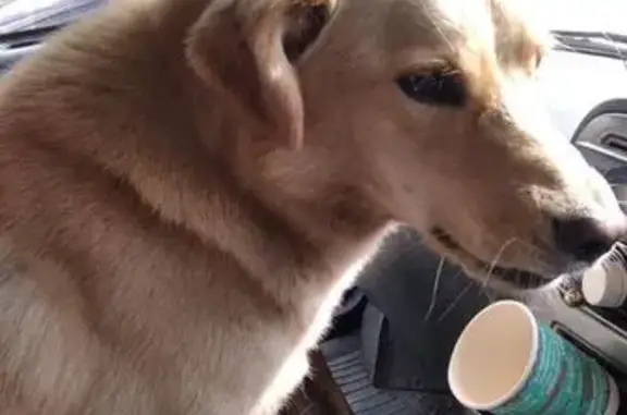 Пропала собака, улица Шишкина, Прокопьевск - средний размер, синий ошейник - photo