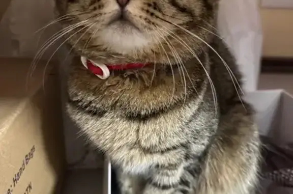 Найдена кошка, Тула, фото: Найдена кошка, улица Фрунзе, 23, Тула - вислоухий, коричневый