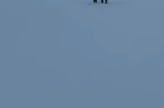 Найдена собака, Ярлуковский сельсовет, фото: Найдена собака, Восточный обход Липецка, Ярлуковский сельсовет - сидит на одном месте