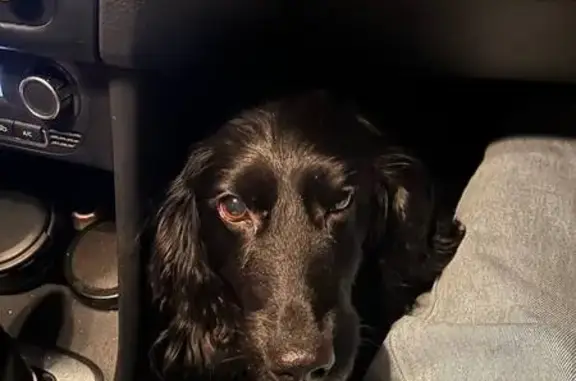 Найдена собака, Томск, фото: Найден собака, Томск - молодой чёрный спаниель с зелёным ошейником