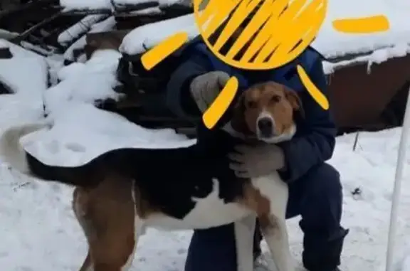 Пропал собака, Лесково, Воронежская область - большой и доброжелательный - photo