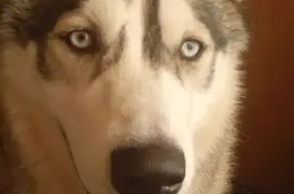 Собаки потеряшки, Владимир, фото: Потеряшка собака, Урожайная улица, 31/29, Владимир - серый с белым окрасом