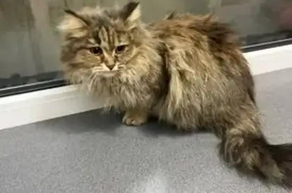 Найденные животные Дзержинск, фото: Найдена кошка, улица Петрищева, 10, Дзержинск