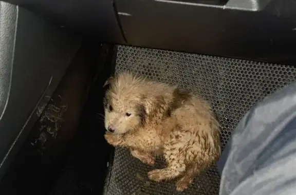 Найдена собака, Новоникольское, фото: Найдена собака, Сосновая улица, Новоникольское сельское поселение - светлый окрас с тёмными пятнами