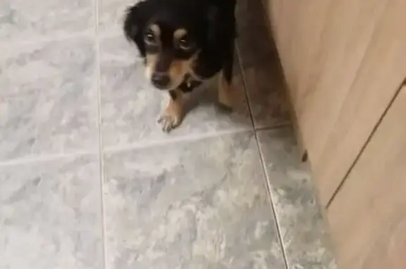 Пропала собака, Усть-Лужское сельское поселение, Усть-Лужское - на ней ошейник - photo