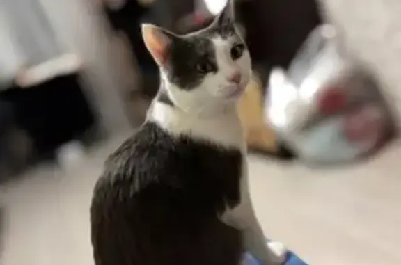 Пропал кот, Садовая улица, 10, Ягудары - серо-белый - photo