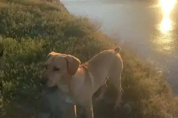 Пропал собака, 4, Камышин - photo