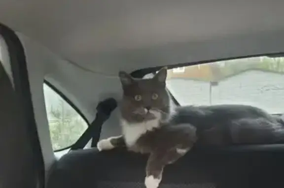 Пропал кот, Красноармейский переулок, 91А, Каменск-Шахтинский - серый, отзывается на своё имя - photo