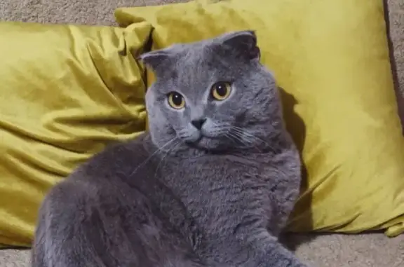 Пропал кот, улица Академика Берга, 14, Жуков - может хромать на заднюю правую ногу - photo