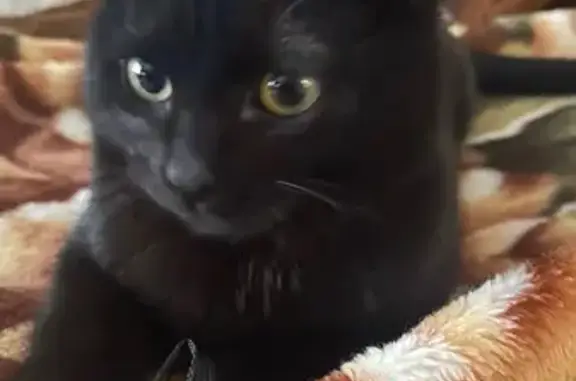 Найдена кошка, Пенза, фото: Найден кот, проспект Строителей, 4, Пенза - чёрный с жёлтыми глазами