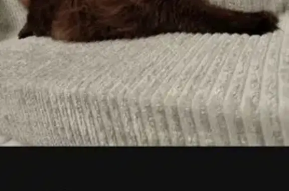 Пропал кот, улица Коминтерна, 70, Оренбург - пушистый длинношерстный шоколадка - photo