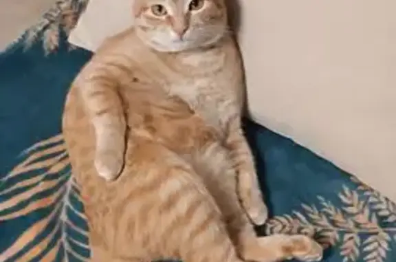 Пропал кот, улица Ломакина, 3, Волгоград - рыжий, 2 года - photo