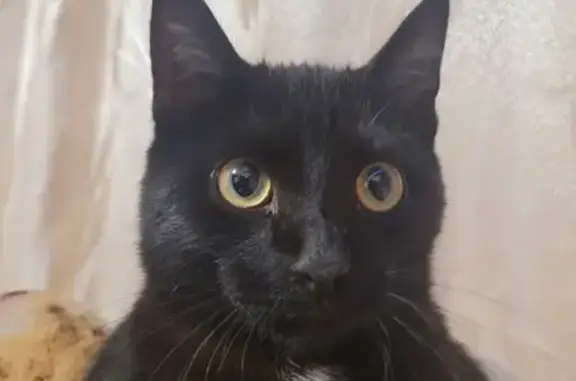 Кошки потеряшки, Омск, фото: Потеряшка кот, 18-я Северная улица, 21А, Омск - чёрный бомбиец с белым пятном на груди