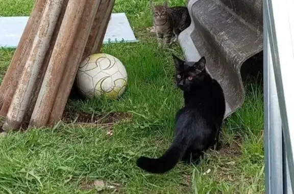 Пропал кот, Набережная улица, Шахунья - ярко чёрного окраса - photo