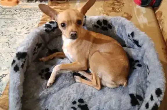 Потерянные животные Волгоград, фото: Пропала собака, улица Танкистов, 4, Волгоград - рыжий окрас, без хвоста