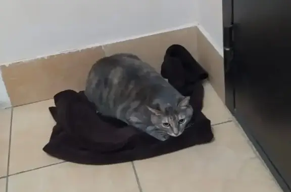 Найдена кошка, Краснодар, фото: Найдена кошка, проспект Писателя Знаменского, Краснодар - беременная, серого цвета