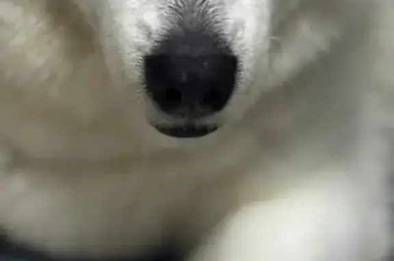 Найдена собака, Краснодар, фото: Найдена собака, Краснодар, Краснодарский край