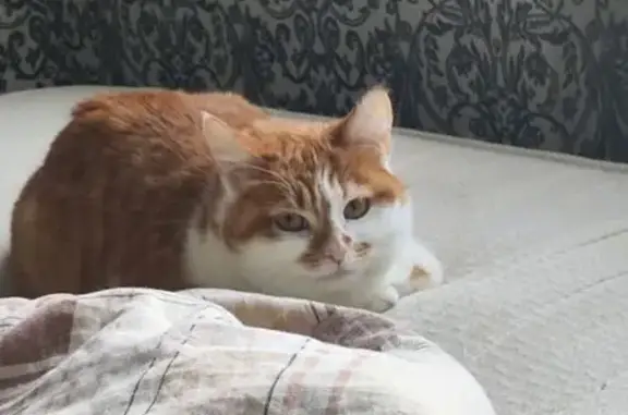 Пропала кошка, Панфиловская улица, 4, Волгоград - убежала из дома 27 числа - photo