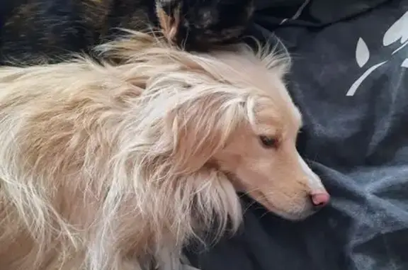 Пропала собака, улица Баркова, 41, Братск - photo