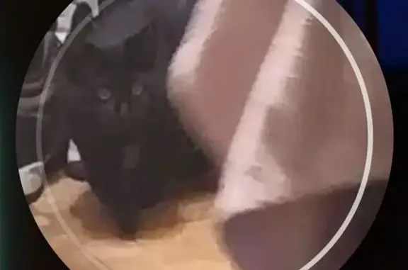 Пропал кот, Молодёжная улица, Белоозёрский - откликается на кличку Пусик - photo