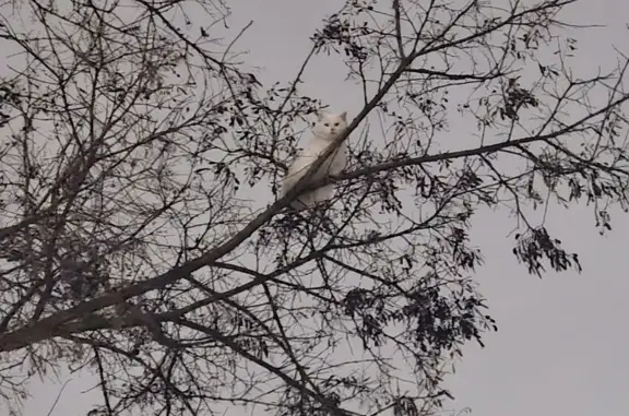 Пропала кошка, улица Фрунзе, 70, Супонево - белая, сутки просидела на дереве - photo