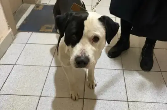 Найдена собака, Королёв, фото: Найден собака, Малая Комитетская улица, 5, Королёв - чёрно-белый