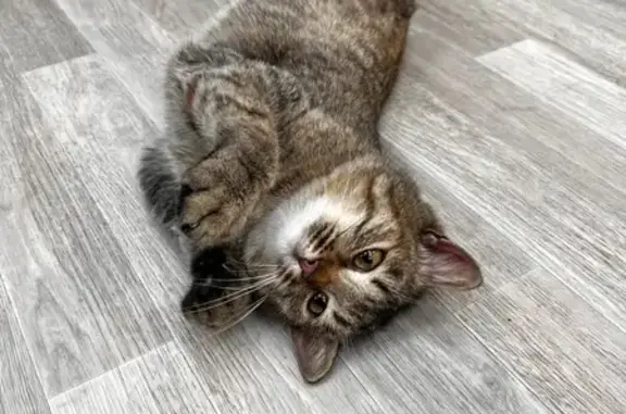 Найдена кошка, Йошкар-Ола, фото: Найдена кошка, женский пол, улица Карла Либкнехта, 10, Йошкар-Ола