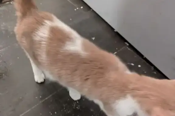 Найдена кошка, Ульяновск, фото: Найдена кошка, улица 154-й Стрелковой Дивизии, Ульяновск - рыжий кот с белым низом