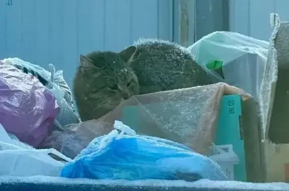 Найдена кошка, Торхово, фото: Найдена кошка, Торхово, Тульская область - серо-полосатая, возможно слепая