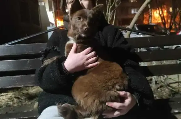 Найдена собака, Ставрополь, фото: Найдена собака, женский пол, улица Пирогова, 68/3, Ставрополь