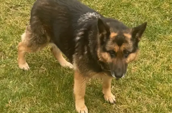 Пропала собака, Окраинная улица, Краснодар - срочно нуждается в лечении - photo