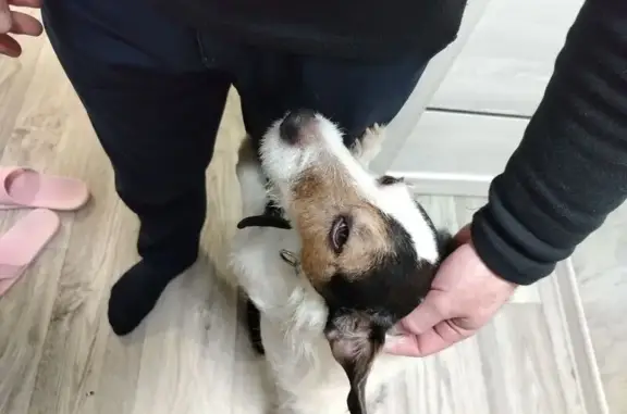 Найдена собака, Иваново, фото: Найдена собака, Академическая улица, 21, Иваново