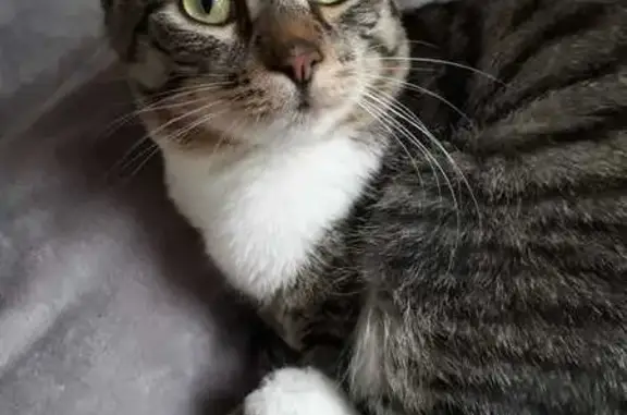 Пропал кот, Малый Рогожский переулок, 13 с1, Москва - тёмно-серый с белым воротничком - photo