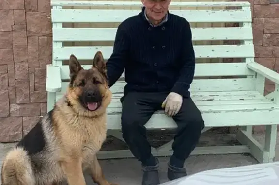 Собаки потеряшки, Луговое, фото: Потеряшка собака, Луговое, Тюменская область - немецкая овчарка, откликается на кличку Март