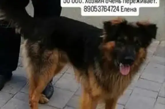 Найден собака, Казань, Татарстан - photo