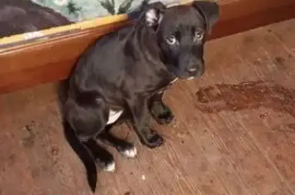 Найдена собака, Орёл, фото: Найдена собака, Колхозная улица, городской округ Орёл - щенок в частном секторе