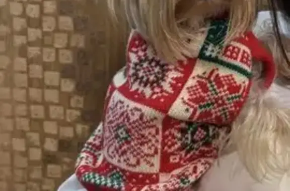 Пропала собака, женский пол, городской округ Липецк - в красном комбинезоне - photo