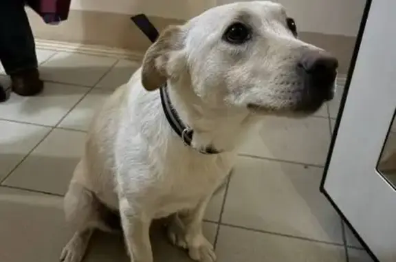 Найдена собака, Чебоксары, фото: Найдена собака, улица Афанасьева, Чебоксары - бежевая, с ошейником