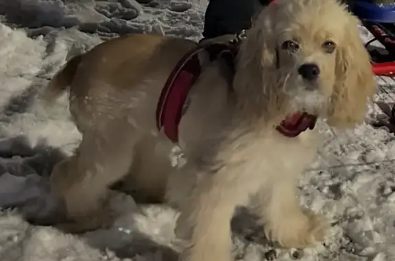 Пропала собака, женский пол, улица Ленина, Николаевка - окрас палевый - photo