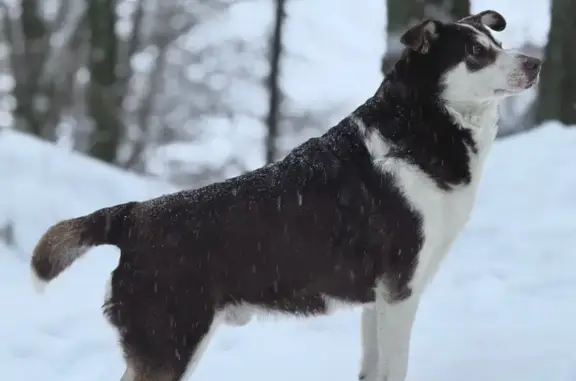 Пропал собака, мужской, Бирюзовая улица, Заозерье - photo