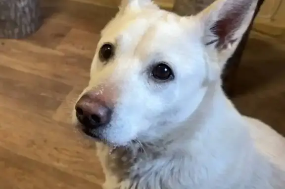 Найдена собака, Даниловское, фото: Найдена собака, 28Н-0577, Даниловское - белая девочка с шоколадным носом