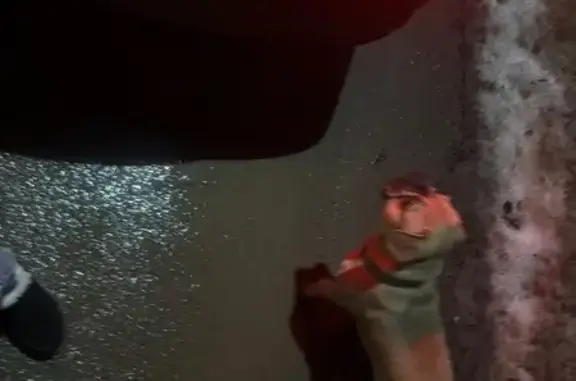 Найдена собака, Волгодонск, фото: Найдена собака, Волгодонск, Ростовская область - мокрая и грязная с ошейником