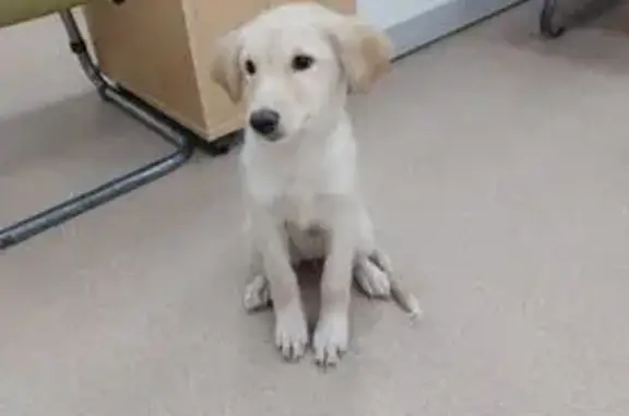 Пропала собака, женская, улица Базарова, Камышин - photo