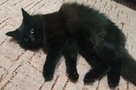 Пропал кот, улица Добролюбова, 41, Йошкар-Ола - черный, пушистый, кастрирован - photo