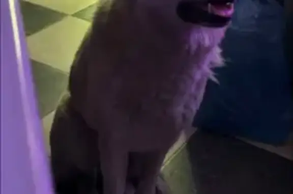 Пропал собака, Артиллерийская улица, 105, Челябинск - беленький, проблемы с задними лапами - photo